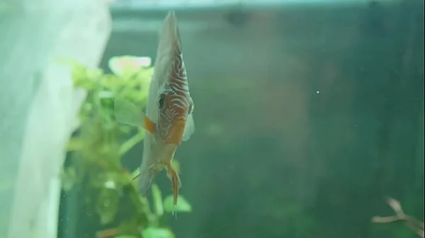 Me FOLLO a mi CASERA MADURA