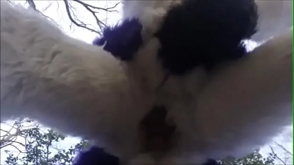 Fursuit Couple Mating in Woods