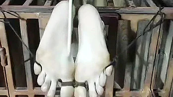 Caged Cumslut Featuring Melody ( )