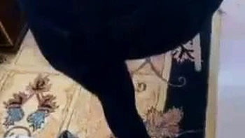 Klklk ft. Ii: Anal, Brunette  Xnxx Porn