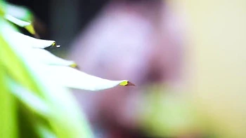 Devar Bhabi Romantic Sex