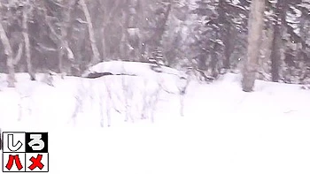 Japanese Amateur Minx Hard Porn Video