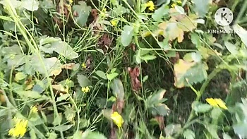 Brother-in-Law Pounds New Indian Bhabhi Hard Anal in Mustard Field